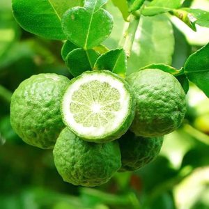 Bergamot Scent