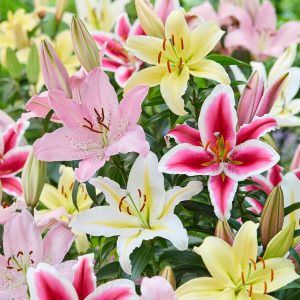 Floral Oriental Scheme