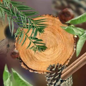 Mossy Wood Scent