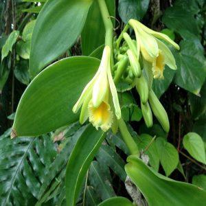 Vanilla Scent